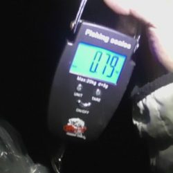 大潮アオリイカ釣行